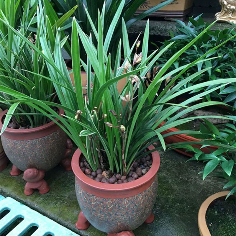 Рассада орхидеи Цимбидиум, горшечные растения орхидеи Цимбидиум с бутонами, морозостойкие цветочные растения, рассада орхидеи сильного аромата с почвой для горшка