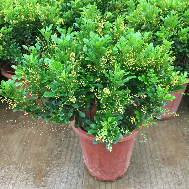 Миланские цветочные рассады, цветы в горшках, балконные цветы, солнцелюбивые растения, очищающие воздух, четырехсезонные зеленые растения, бонсай, цветущие и средства от комаров.