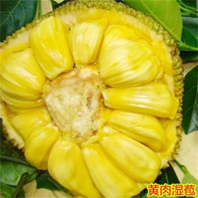黄肉湿包木菠萝树苗菠萝蜜苗马来西亚1号黄肉菠萝蜜苗嫁接果树苗