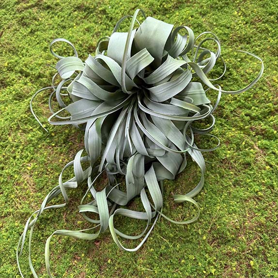 Nórdico simulación de aire planta de piña hierba de aire Tilan capita anciano de barba colgando decoración interior planta verde image 12