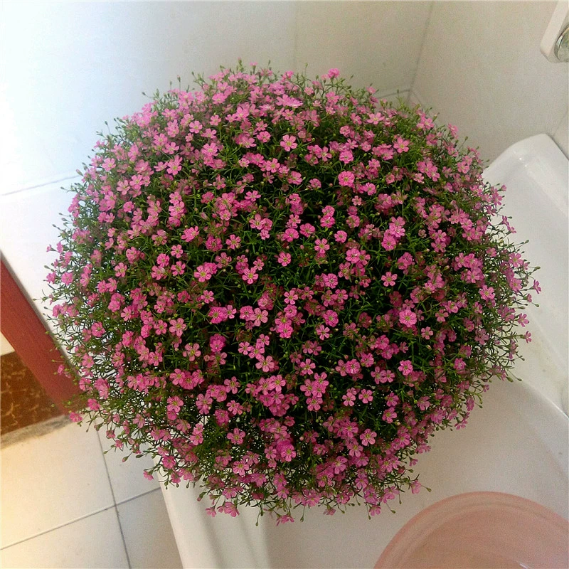 Гипсофила семена Гипсофилы горшечные цветы Four Seasons легко жить цветение непрерывные Семена комнатных цветов Семена растений цветы и растения цветочные семена