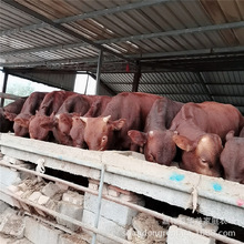 改良利木赞牛 鲁西黄牛 西门塔尔牛 徐州地区哪有牛犊卖