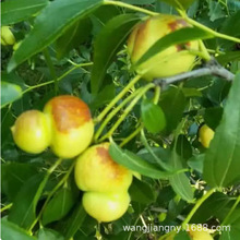 葫芦枣树活苗特大沾化冬枣嫁接北方南方种植庭院金丝枣树果树果苗