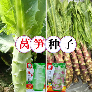 ��z�t�n�S�N���n�ķN���ļ��̨�߲����ļ��׼��~�߲˷N�ӷNֲ