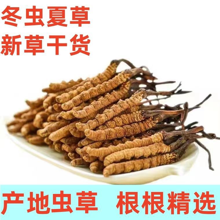 干货冬虫夏草礼盒虫草王阿坝州滋补养生非那曲玉树冬虫夏草