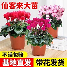 �ɿ́����Ի����ö������B���̨�҃��_�����ܵ��»��������Gֲ