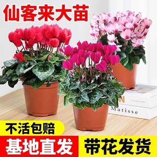 �ɿ́����Ի����ö������B���̨�҃��_�����ܵ��»��������Gֲ