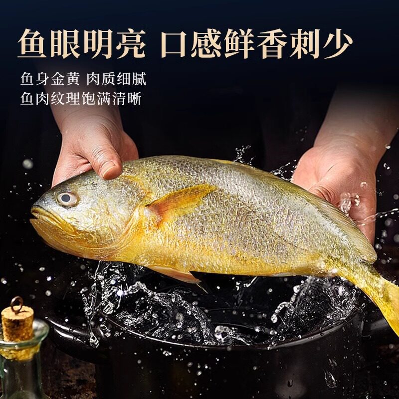 新货大黄花鱼新鲜冷冻生鲜水产海捕黄鱼海鱼宁德小黄鱼黄鱼鲞商用