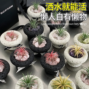 Air Pineapple Soilless Plant Special Price Flowering Period Elf with Color Free Shipping Green Plant Potted Flowers and Plants Gifts