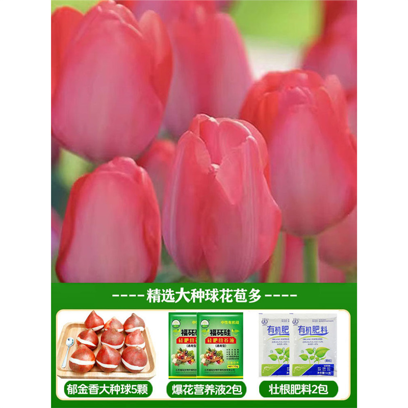 A19 jiani tulip 3 large balls + nutrient solution + fertilizer bag