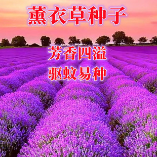 ޹�²ݷN���ļ��׻��̨����ͥԺ�_���������M�~���_��˹���ܷN��