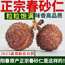 �����ڼ�100�ˡ�����ꖴ���ɰ�� Ұ��ꖴ�ɰ�V�|ɰ���خa�����Bθ