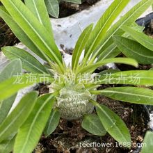 �ݱȴ���� ��������Gֲ����  �����Ѳ�һ��С��