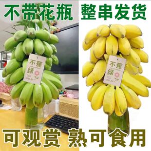 �����x����ֹ���]ˮ���V��С�׽����r�㽶���l3��10�����l�Q��