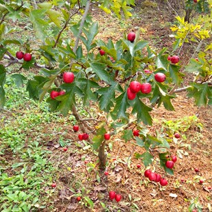 ɽ���޽��ش������ɽ高��箔��Y���ϱ����ļ��Nֲ���Թ�����