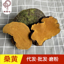 现货批发桑黄桑树黄灵芝菌桑黄菌中药材一件代发散装紫油黄漆树黄