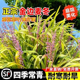 ��߅����������������~������ͥԺ�G���ļ���������ͺ��G��ֲ��