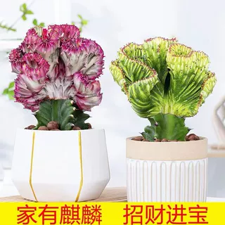 多肉植物玉麒麟盆栽仙人掌彩麒麟盆栽室内客厅吸甲醛花卉春风绿植