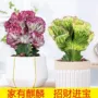 春风客厅盆栽玉麒麟花卉