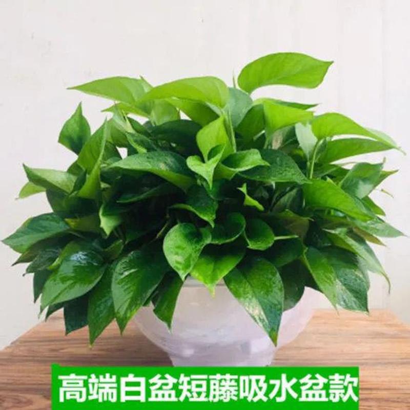 135 potos grandes de pothos de videira curta + bacia absorvente de água