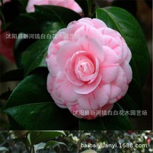 Բ軨 ļ軨ɽ軨ͥԺ҃ȺB軨