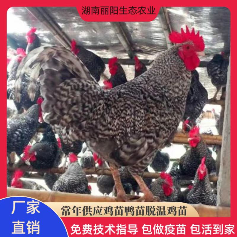 黑芦花鸡苗场地批发小鸡幼苗活体一日龄另有脱温一个月鸡放养土鸡