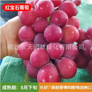 �t��ʯ���Ȼʺ��������Ϙ������Nֲ���ј����޷�ꖹ�õ�����ј�