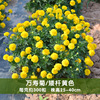 Wholesale Wanshou chrysanthemum seeds indoor balcony potted outdoor landscape landscape flower sea flower stinky hibiscus chrysanthemum seeds