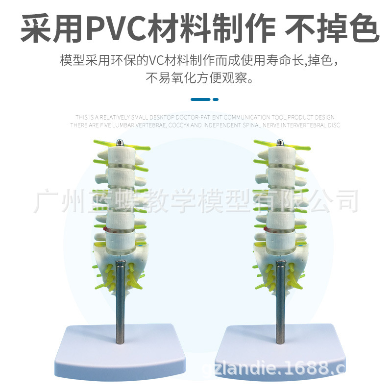 С����׵��β׵��ҽѧ��ѧģ�� ������׵ҽѧ��ѧģ��15CM��