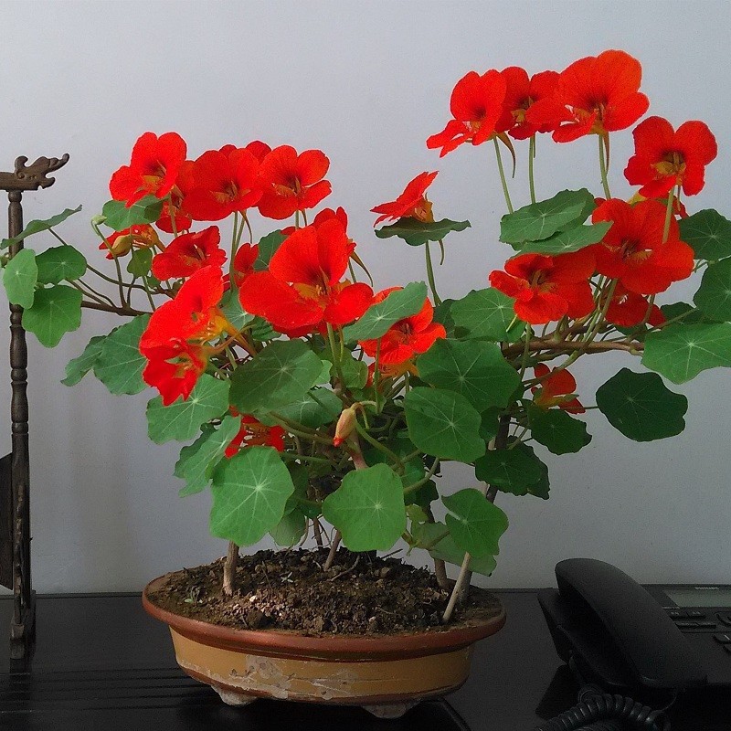 Semillas de flores, semillas de flores.