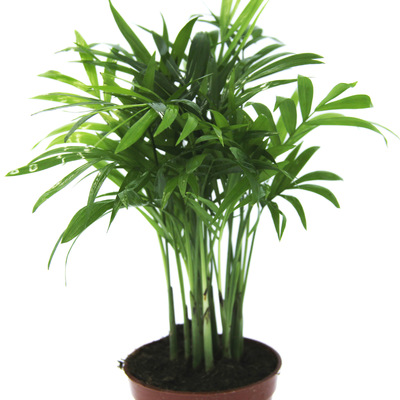 小空间大世界 微景观植物 造景植物 苔藓微景观 袖珍椰子|ms