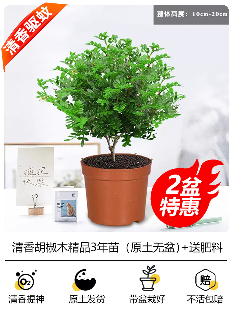 [화분 2개 특가] 프리미엄 3년생 모기향 모기향(화분 없는 오리지널 흙) + 비료 2개 무료