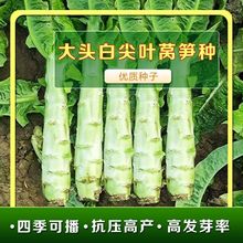 大头白尖叶莴笋菜种籽 四季蔬菜种子批发叶用莴苣油麦菜