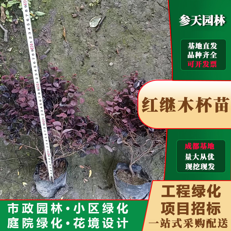 四川重庆贵州红花继木30高度红花继木40高度红花继木50高度红花继