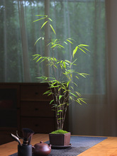 台湾内门竹盆栽竹子苗茶桌观叶绿植室内阳台桌面绿植盆景好养