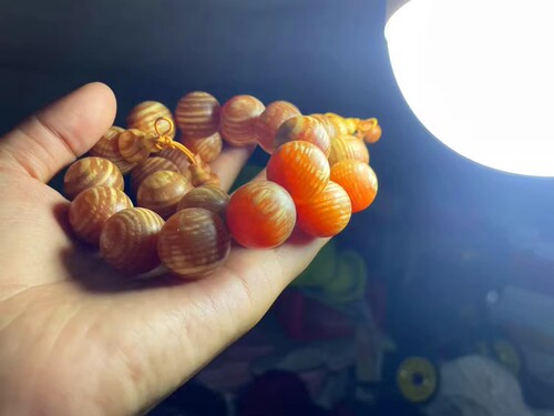 Northeast Zimu Bracelet Men's Changbai Mountain Northern Agarwood Fully Translucent Blood Dragon Wood Buddha Bead Log Bracelet
