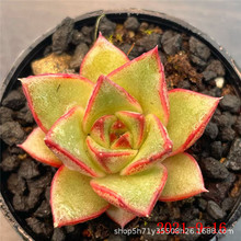 胡桃树 胡桃树品牌 图片 价格 胡桃树批发 阿里巴巴