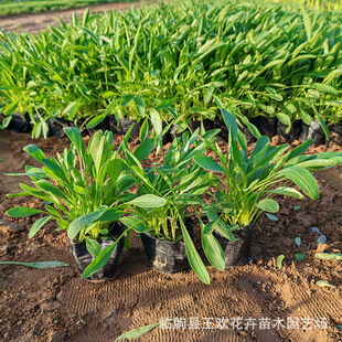 �󻨽��u�ջ�����ľ�@�־G�����̷Nֲ�������l�����޸����ܽ��u��