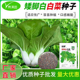 白雪公主香脆矮脚奶白菜种子四季播种矮脚白菜种籽耐热农家蔬菜种