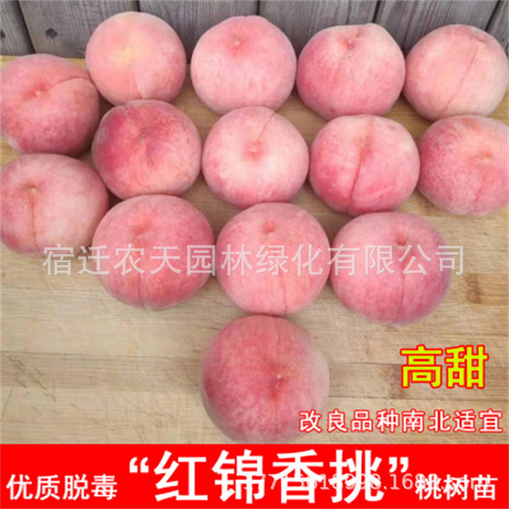 基地直售嫁接新品种早518甜桃树苗圃批发早熟518油桃树苗