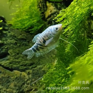 �Ϻ����l �S�����~�{�������~�Ꭷ�~�^�p�~ ˮ����w�����~ ��ˮ