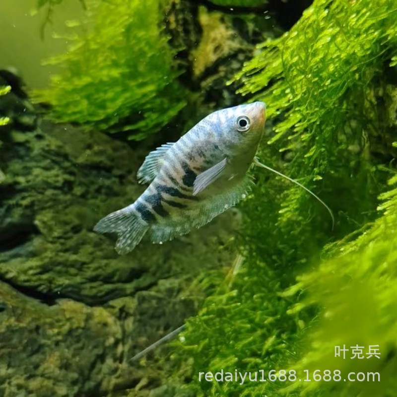 上海批发 黄曼龙鱼蓝曼龙苗鱼热带鱼观赏鱼 水族活体宠物鱼 淡水