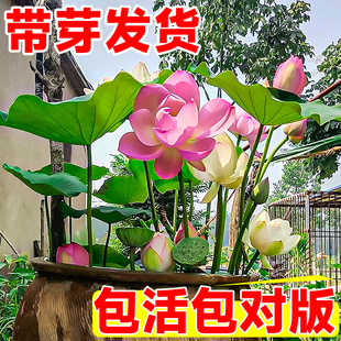 Lotus Seed Large Ornamental Lotus Seedlings Hydroponic Bowl Lotus Water Lily Flower Pond Aquatic Root Seedlings Lotus Tank Cultivation