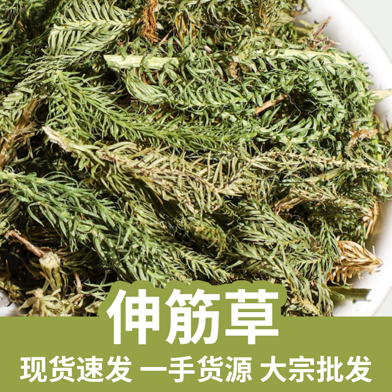 Dried Lycopodium Herb Shen Jin Cao 500g Traditional Chinese Herbal Tea and Decoction Ingredient key features