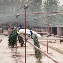 ��ȸ���w�^�p�����B�{�׿�ȸ��ɷ�ֳ�N��С��ȸ���B�����ȸ����