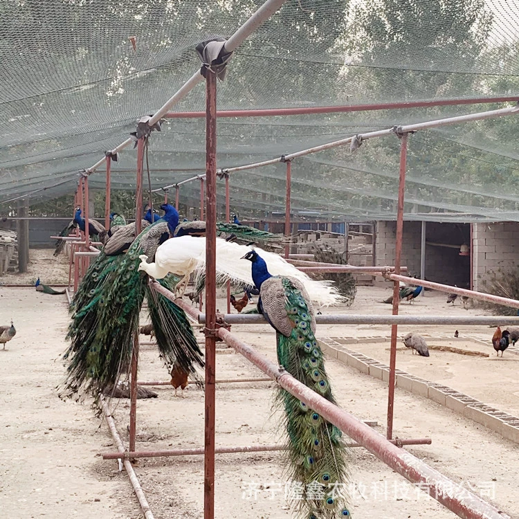 Павлин Живой декоративный питомец Птица Синие и белые саженцы павлина Разведение яиц Маленький Павлин Молодые взрослые павлина Живущие
