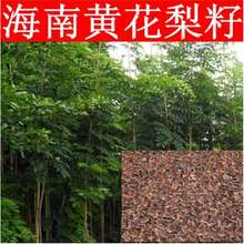 黄花梨种子正宗海南黄花梨树种子 黄檀树种籽 花梨木降香木香红木