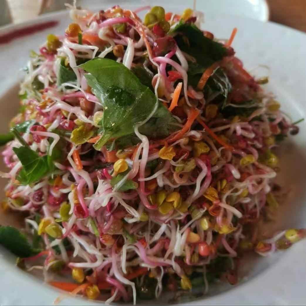 Fresh Hydroponic Red Radish Sprouts, Purple Radish Sprouts, Salad Sprouts, Vegetable Sprouts for Restaurant and Hotel Plating Decoration