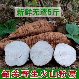 正韶关火山粉葛新鲜广东野生葛根煲汤葛粉甘葛生吃甜无渣挖