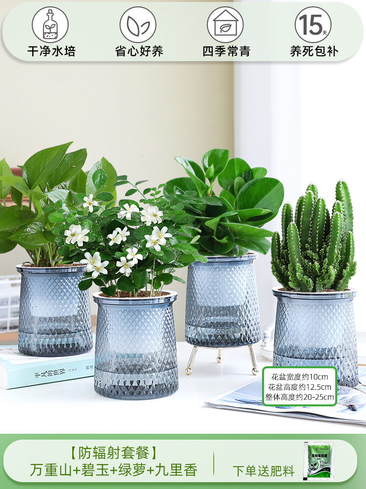 [방사선 방호 패키지] 완중산 + 벽옥 + 청무 + 구리향